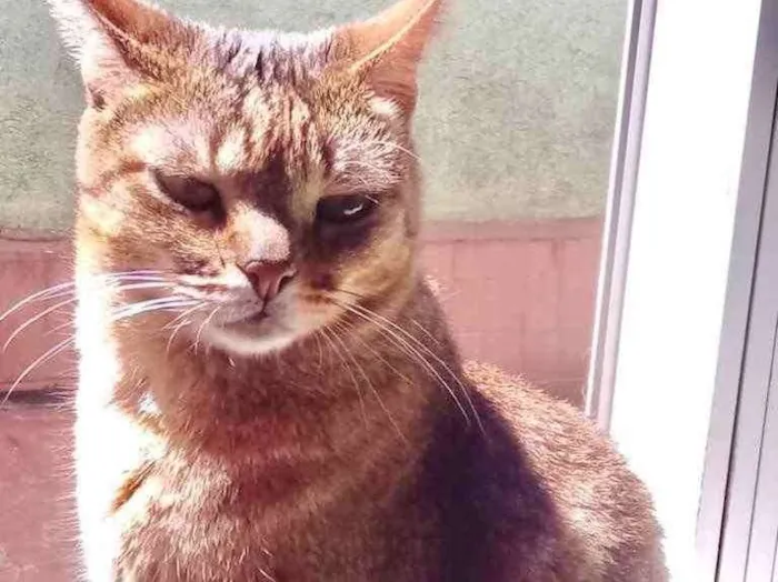 Gato ra a Srd  idade 2 anos nome Ruivo lindo gatinho
