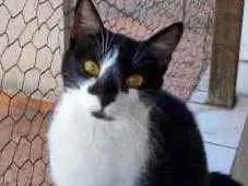 Gato ra a Srd  idade 1 ano nome Linguiça linda fofa