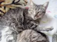 Raja linda gatinha