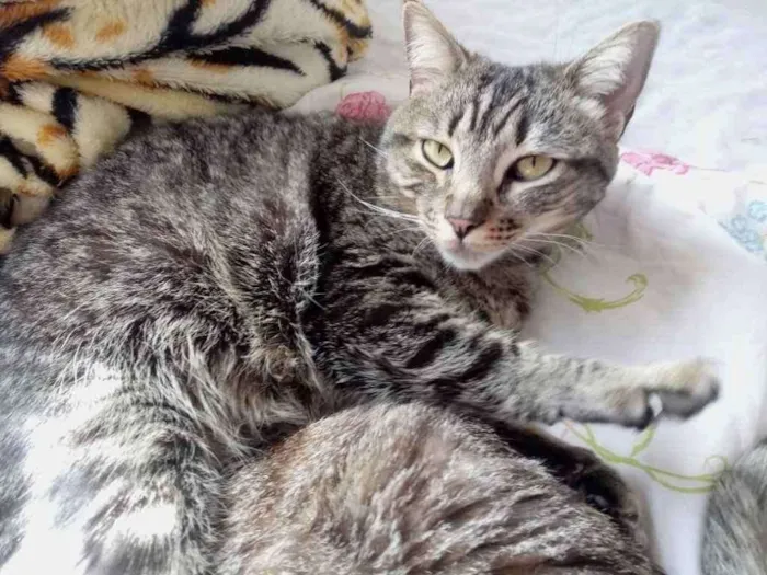 Gato ra a Srd idade 3 anos nome Raja linda gatinha
