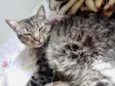 Raja linda gatinha