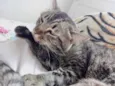 Raja linda gatinha