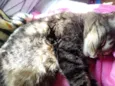 Raja linda gatinha