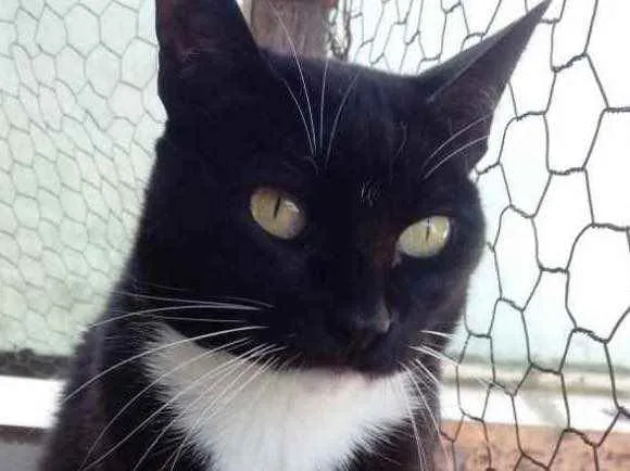 Gato ra a Srd  idade 2 anos nome Gigi belíssima