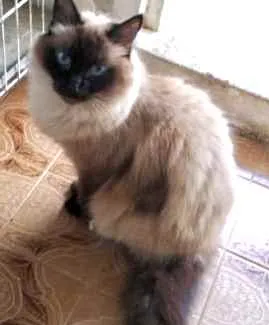 Gato ra a Siamesa srd  idade 2 anos nome Gatinha belíssima 