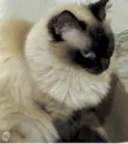 Gatinha belíssima 