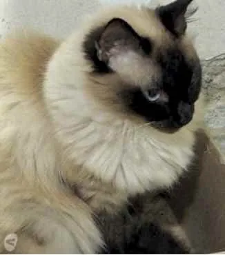 Gato ra a Siamesa srd  idade 2 anos nome Gatinha belíssima 
