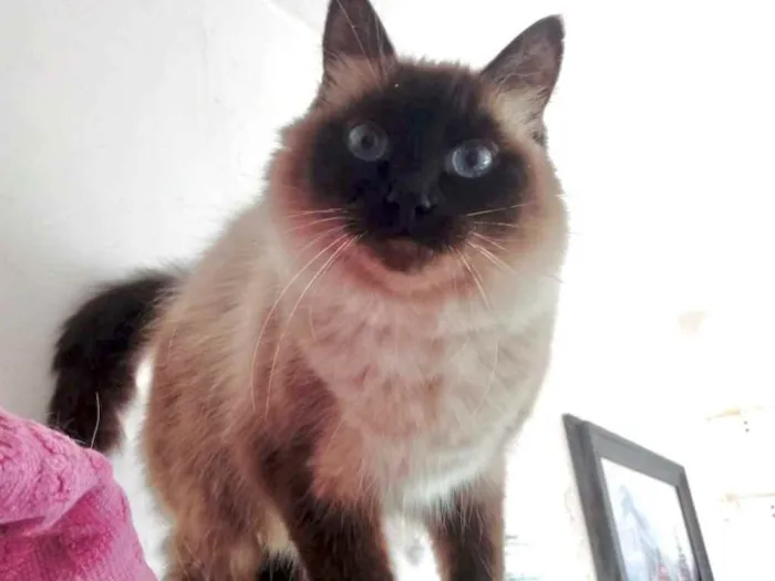 Gato ra a Siamesa srd  idade 2 anos nome Gatinha belíssima 