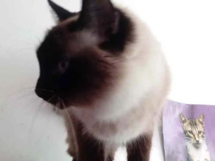 Gato ra a Siamesa srd  idade 2 anos nome Gatinha belíssima 