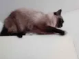 Gatinha belíssima 