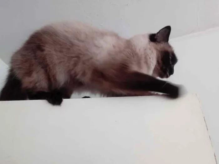 Gato ra a Siamesa srd  idade 2 anos nome Gatinha belíssima 