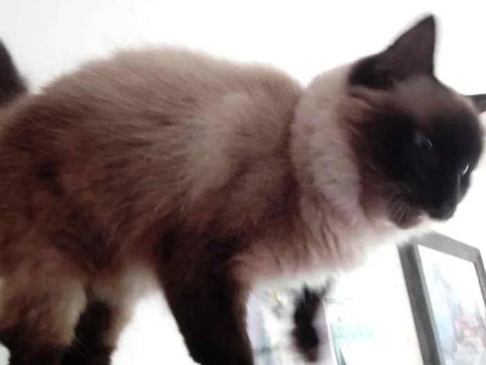Gato ra a Siamesa srd  idade 2 anos nome Gatinha belíssima 