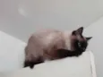 Gatinha belíssima 