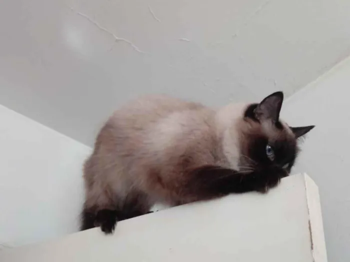Gato ra a Siamesa srd  idade 2 anos nome Gatinha belíssima 
