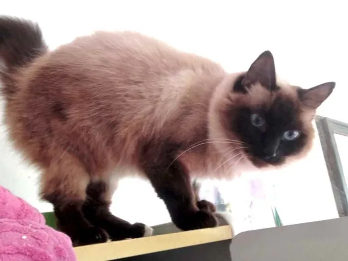 Gato ra a Siamesa srd  idade 2 anos nome Gatinha belíssima 