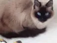 Gatinha belíssima 