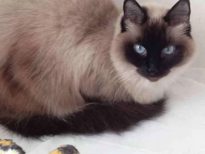 Gato ra a Siamesa srd  idade 2 anos nome Gatinha belíssima 