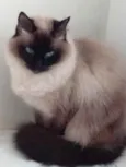 Gatinha belíssima 