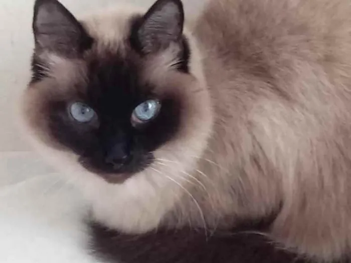 Gato ra a Siamesa srd  idade 2 anos nome Gatinha belíssima 