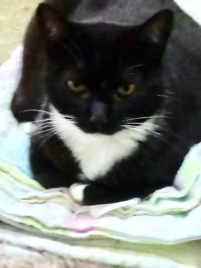 Gato ra a Srd  idade 2 anos nome Gigi belíssima