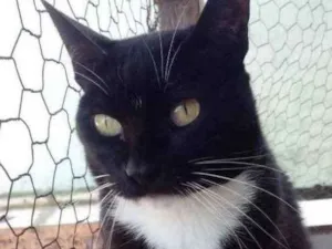 Gato raça Srd  idade 2 anos nome Gigi belíssima 
