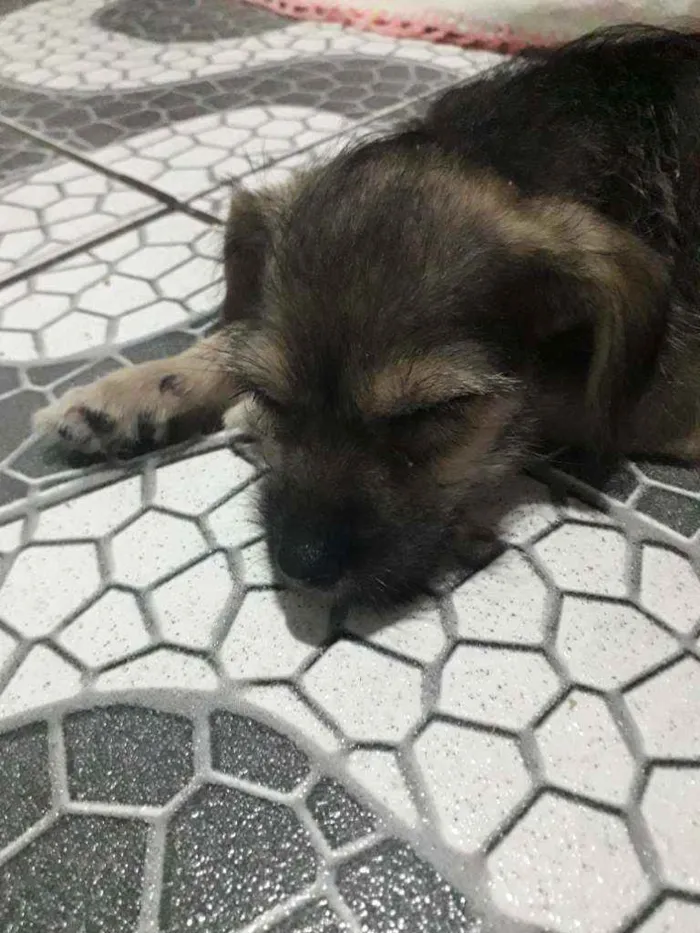 Cachorro raça Vira - lata idade 2 a 6 meses nome Lolinha