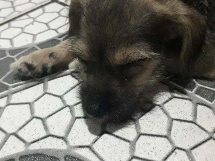 Cachorro raça Vira - lata idade 2 a 6 meses nome Lolinha
