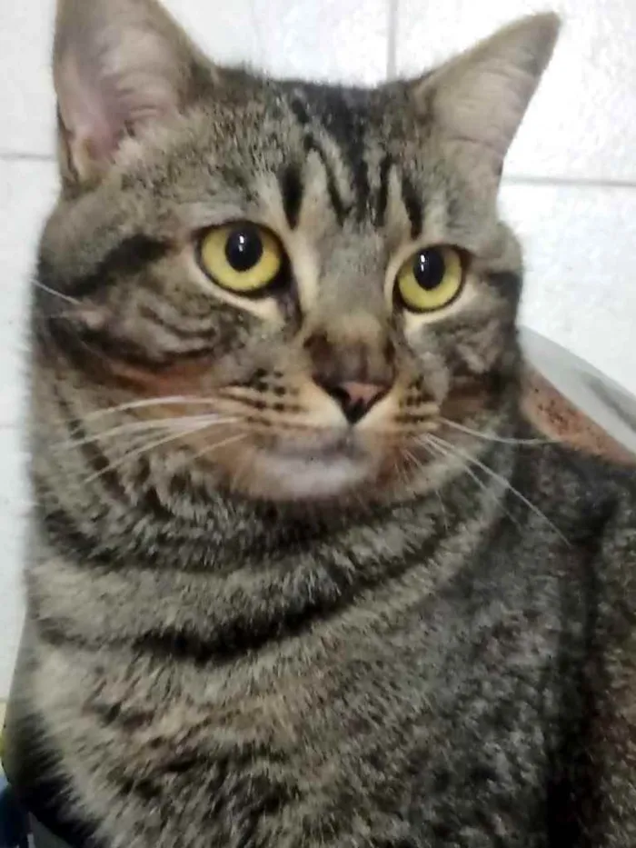 Gato ra a Srd  idade 1 ano nome Tom lindo demais