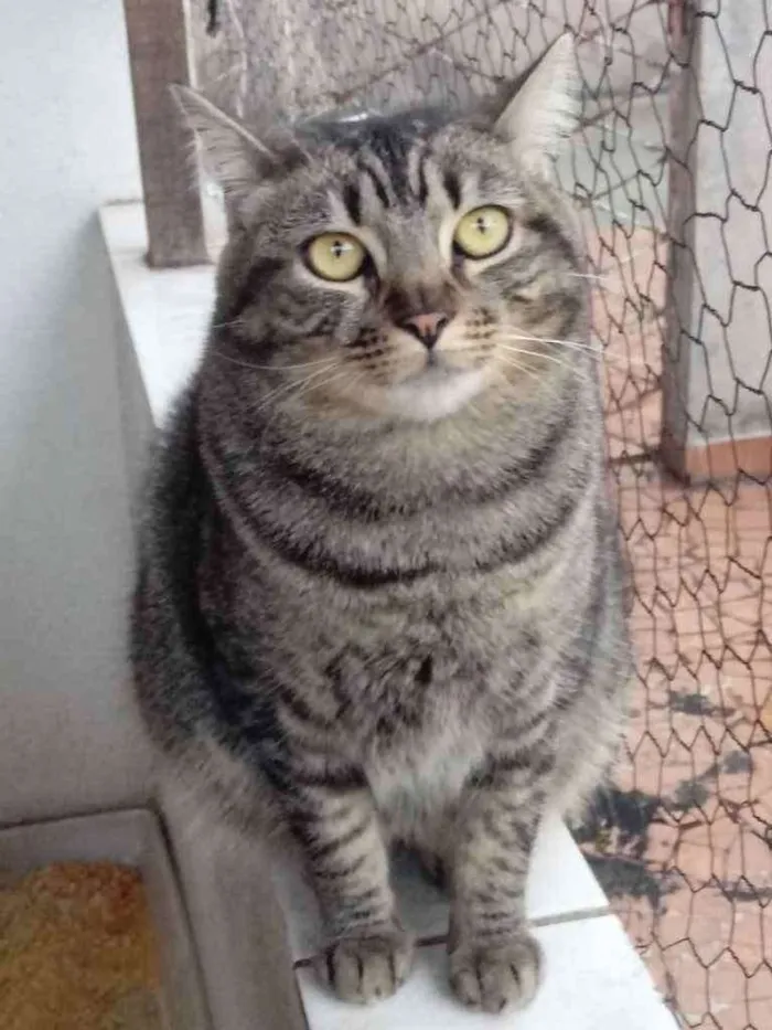 Gato ra a Srd  idade 1 ano nome Tom lindo demais