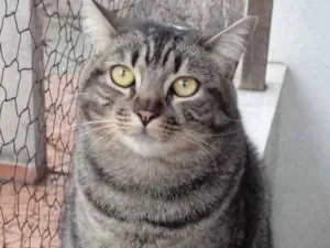 Gato raça Srd  idade 1 ano nome Tom lindo demais 