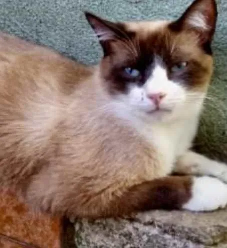 Gato ra a Srd  idade 1 ano nome Bolacha lindo demais