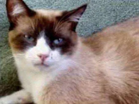 Gato ra a Srd  idade 1 ano nome Bolacha lindo demais