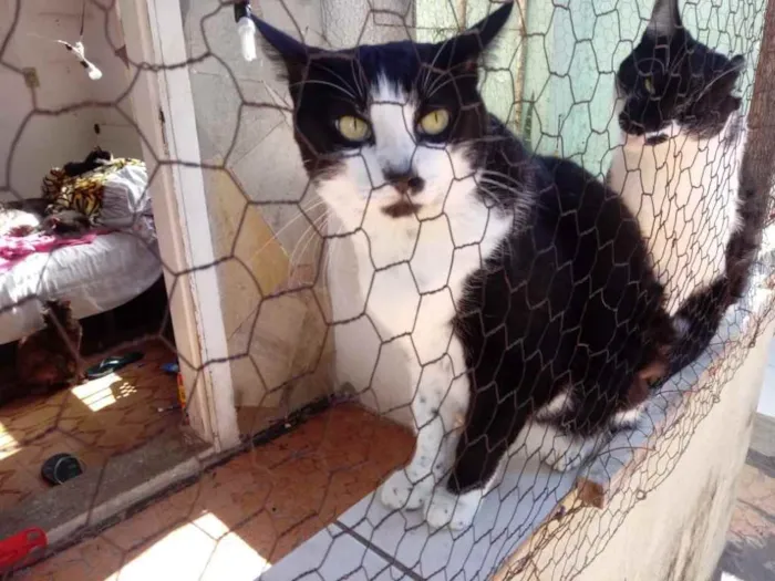 Gato ra a Srd frajola  idade 3 anos nome Diego belíssimo