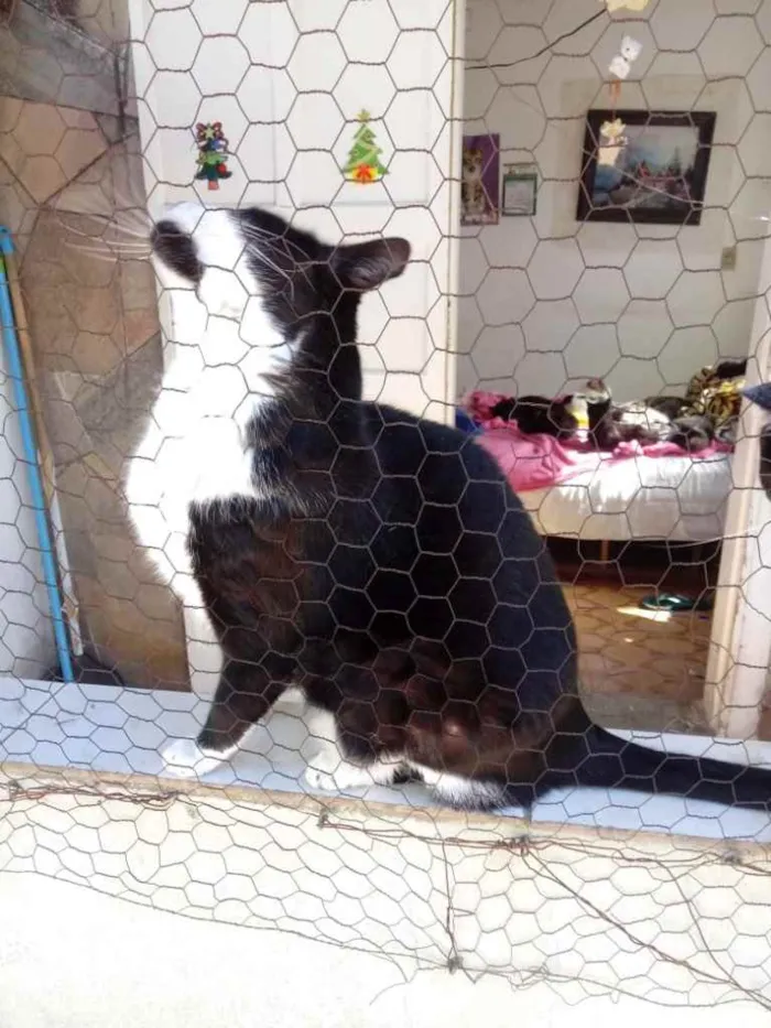 Gato ra a Srd frajola  idade 3 anos nome Diego belíssimo