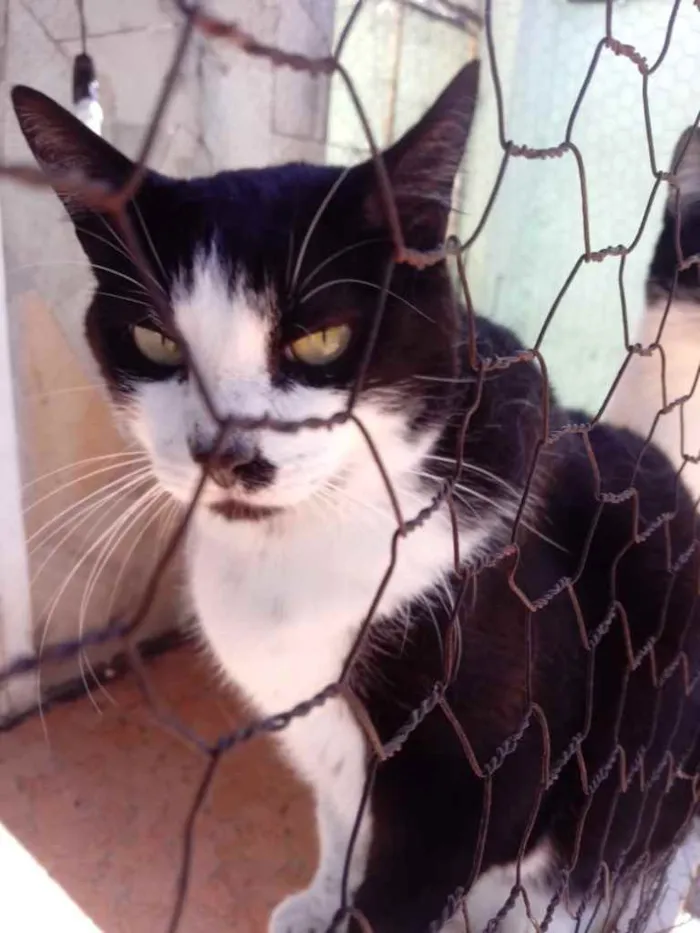 Gato ra a Srd frajola  idade 3 anos nome Diego belíssimo