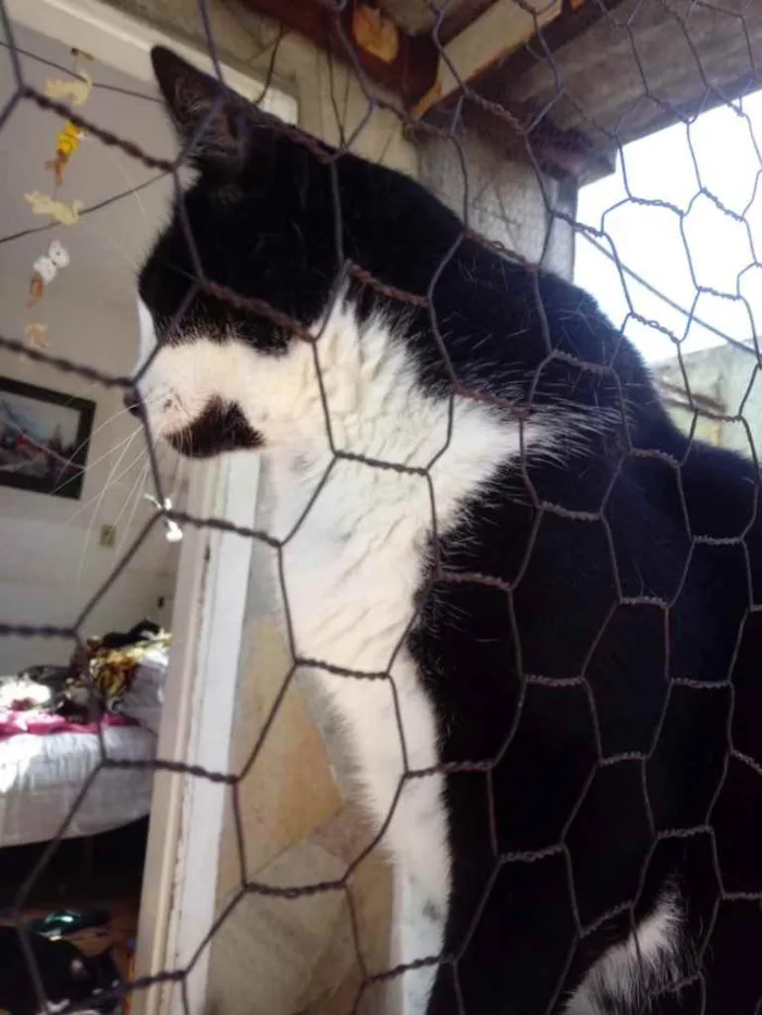Gato ra a Srd frajola  idade 3 anos nome Diego belíssimo