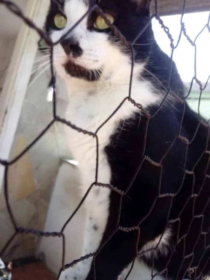 Gato ra a Srd frajola  idade 3 anos nome Diego belíssimo