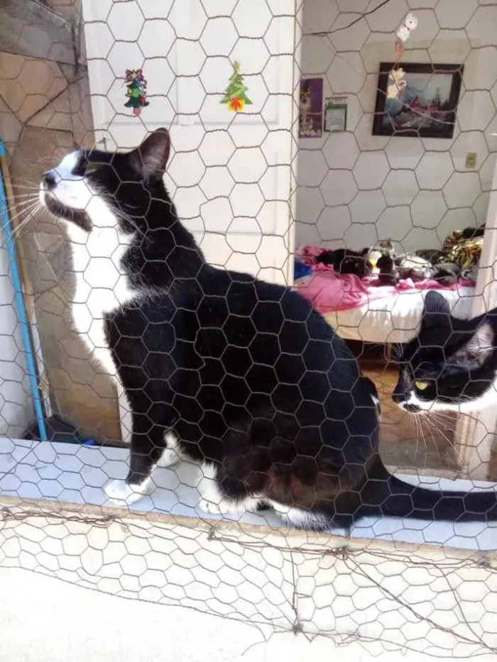 Gato ra a Srd frajola  idade 3 anos nome Diego belíssimo