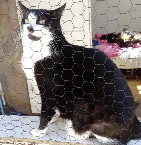 Gato ra a Srd frajola  idade 3 anos nome Diego belíssimo