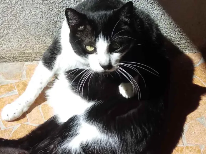 Gato ra a Srd frajola  idade 3 anos nome Diego belíssimo