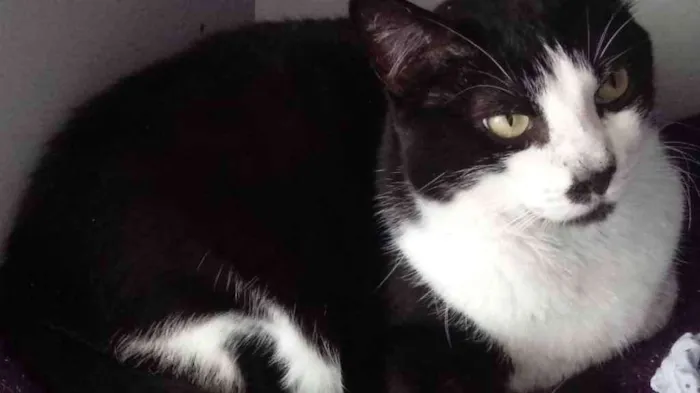Gato ra a Srd frajola  idade 3 anos nome Diego belíssimo