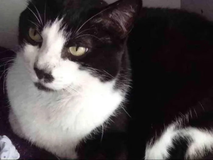 Gato ra a Srd frajola  idade 3 anos nome Diego belíssimo