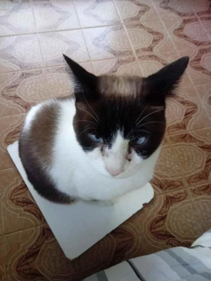Gato ra a Srd  idade 2 anos nome Yuri lindo demais