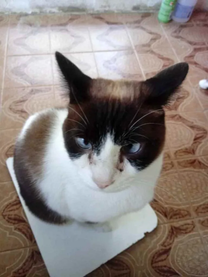 Gato ra a Srd  idade 2 anos nome Yuri lindo demais