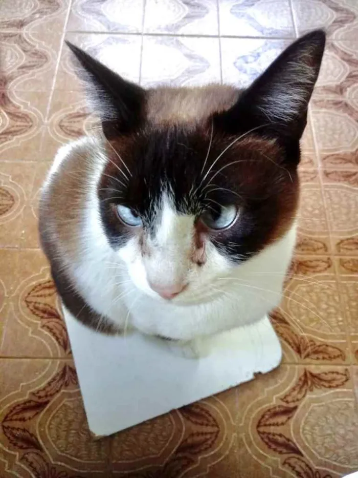 Gato ra a Srd  idade 2 anos nome Yuri lindo demais