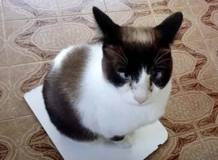 Gato ra a Srd  idade 2 anos nome Yuri lindo demais