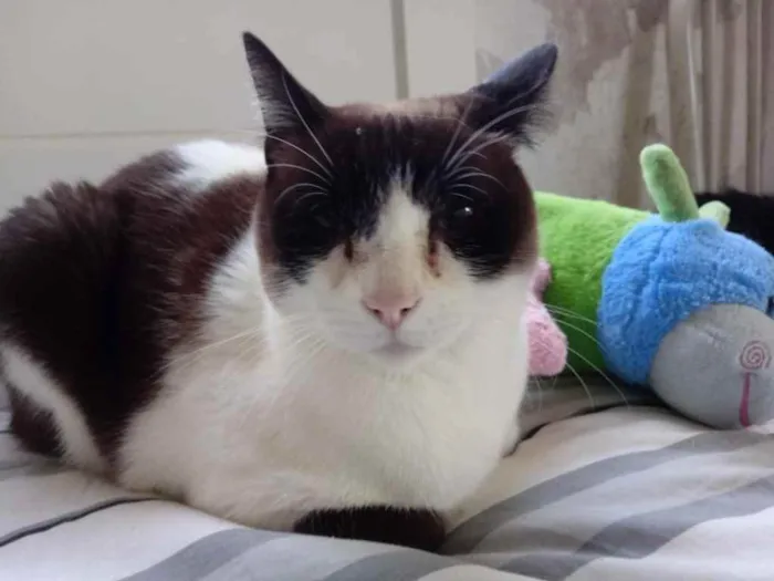 Gato ra a Srd  idade 2 anos nome Yuri lindo demais