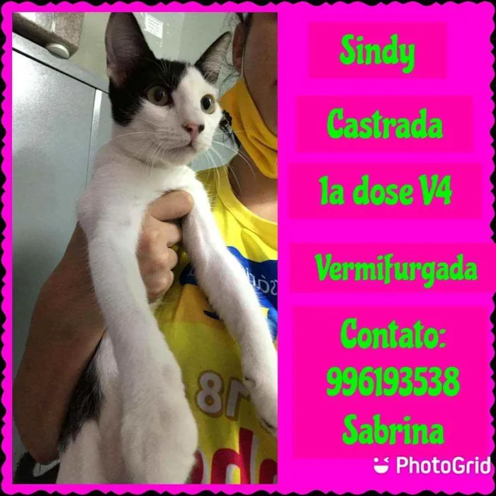 Gato raça SRD idade 2 a 6 meses nome SYNDI