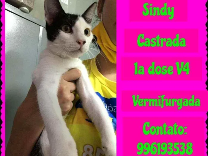 Gato raça SRD idade 2 a 6 meses nome SYNDI