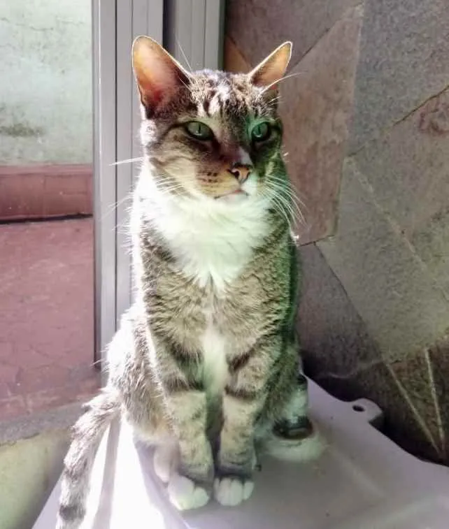 Gato ra a Srd  idade 2 anos nome Tigue lindo 